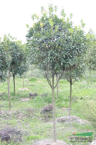 供應(yīng)成都桂花 高桿桂花 萬樹園林公司供應(yīng)