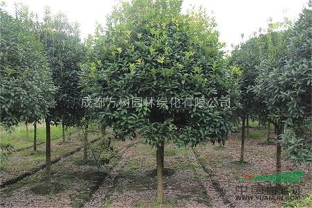 成都地區(qū)供應(yīng)高桿 獨(dú)桿 桂花  桂花照片 萬(wàn)樹(shù)園林供應(yīng)