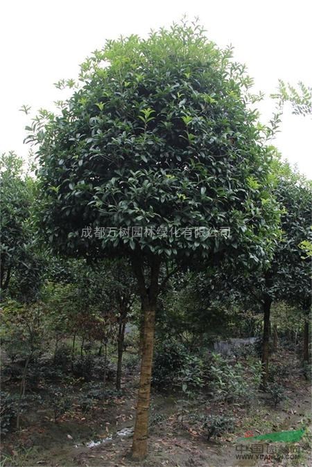 成都地區(qū)供應(yīng)高桿 獨(dú)桿 桂花  桂花照片 萬(wàn)樹(shù)園林供應(yīng)