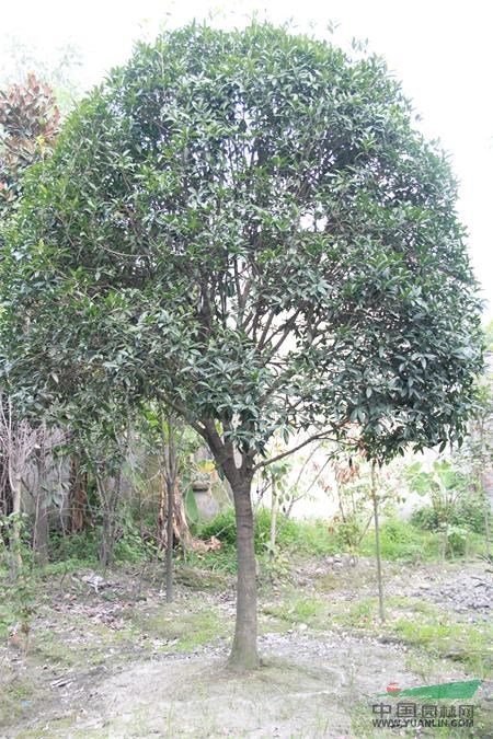 供應(yīng)成都丹桂   丹桂照片 萬樹園林公司供應(yīng)