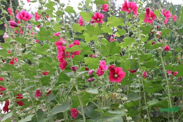 蜀葵 別名：一丈紅、熟季花、戎葵、吳葵、炮仗花、胡葵、斗蓬花