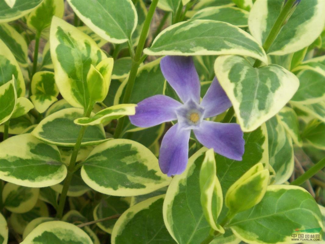 浙江花叶蔓长春/花叶长春蔓