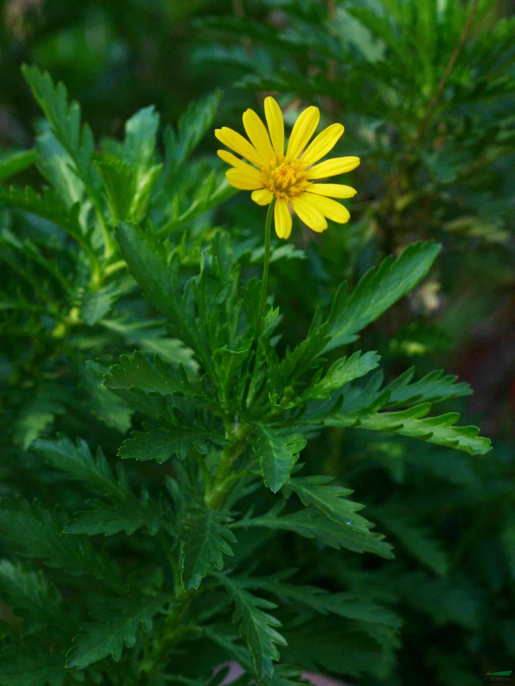 浙江萧山黄金菊