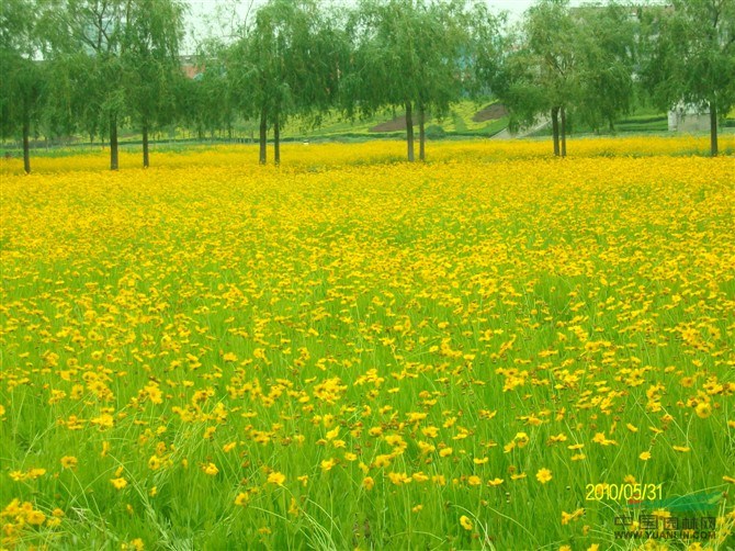 浙江萧山金鸡菊