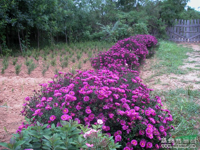 浙江蕭山荷蘭菊