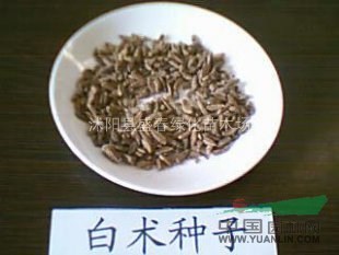 白術(shù)種子上市