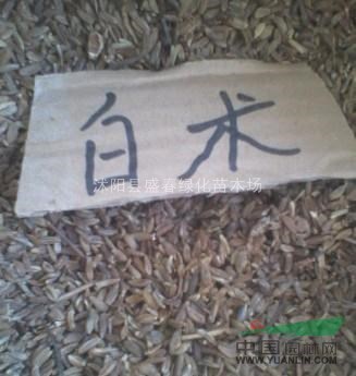 白術(shù)種子上市