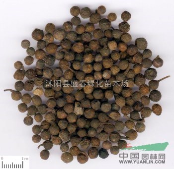  批發(fā)藥材種子 畢橙茄 木姜子 山雞椒種子