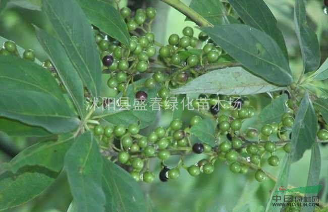  批發(fā)藥材種子 畢橙茄 木姜子 山雞椒種子