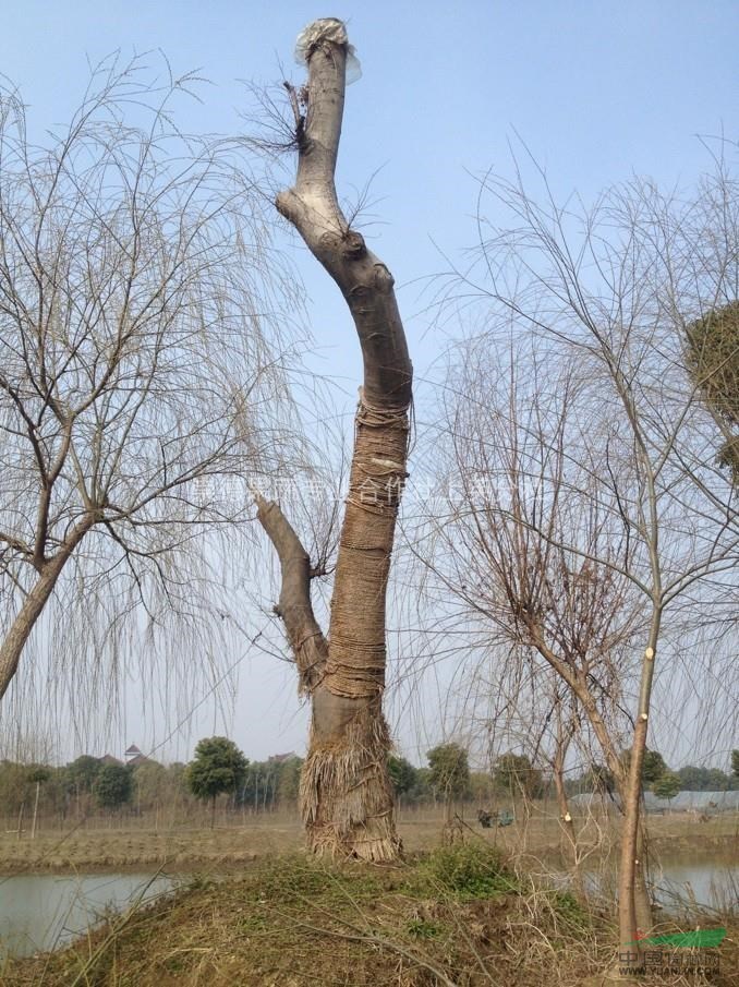 樸樹 大規(guī)格樸樹  造型樸樹 桐鄉(xiāng)樸樹 大樸樹價(jià)格 浙江樸樹