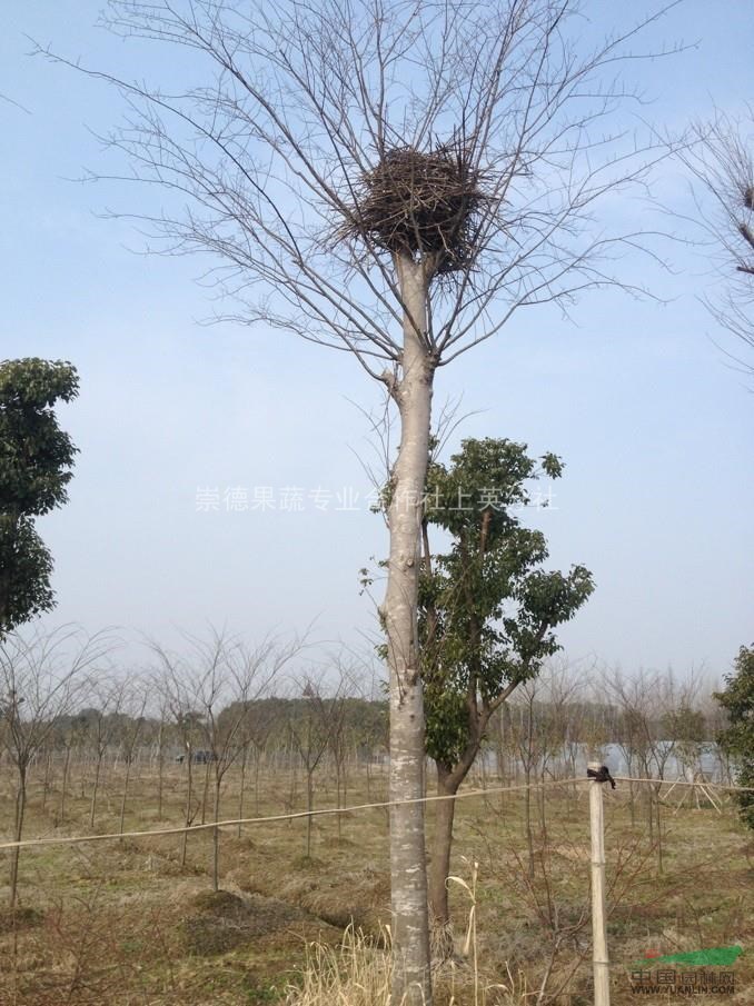 樸樹 桐鄉(xiāng)樸樹 桐鄉(xiāng)大規(guī)格樸樹 特大規(guī)格造型樸樹  專業(yè)