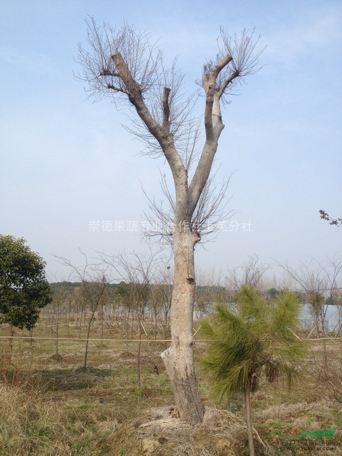 樸樹  大樸樹 桐鄉(xiāng)樸樹 浙江樸樹