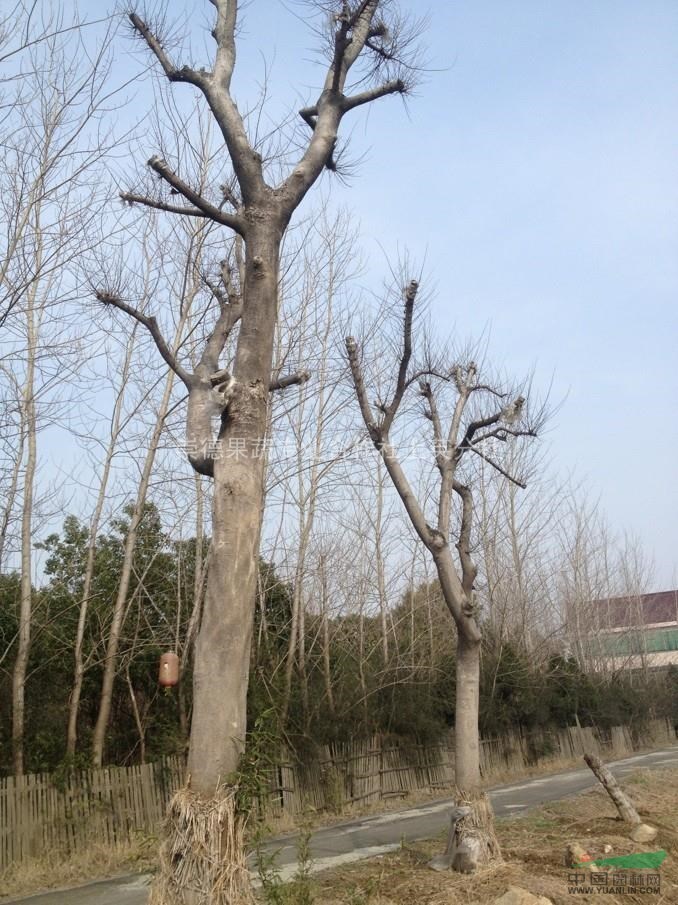 樸樹 樸樹價(jià)格 樸樹圖片 樸樹基地