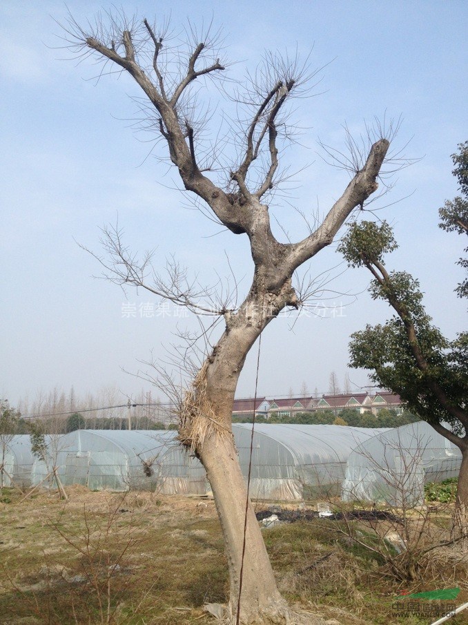 樸樹 樸樹價(jià)格 樸樹圖片 樸樹基地