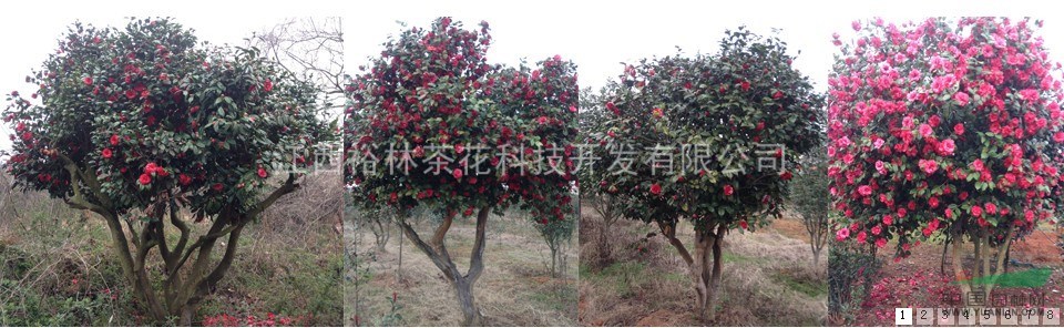 古樁茶花