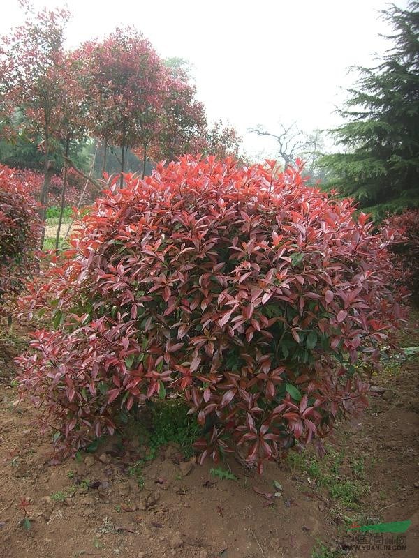 新品紅葉石楠價格，紅葉石楠最新報價