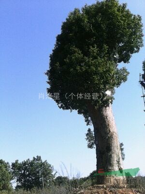 直徑1.38米大香樟、馬林光