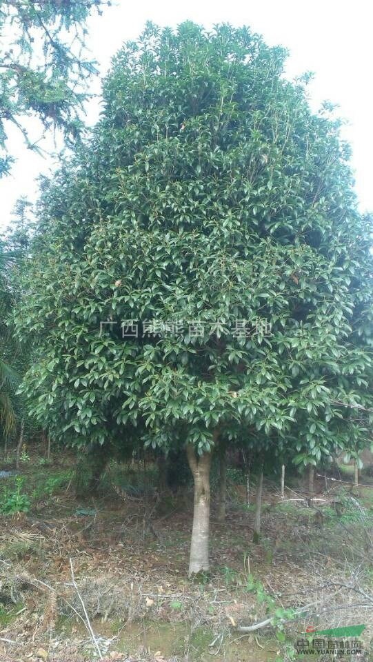 桂花 最新桂花報(bào)價(jià) 桂花照片 桂花規(guī)格齊全