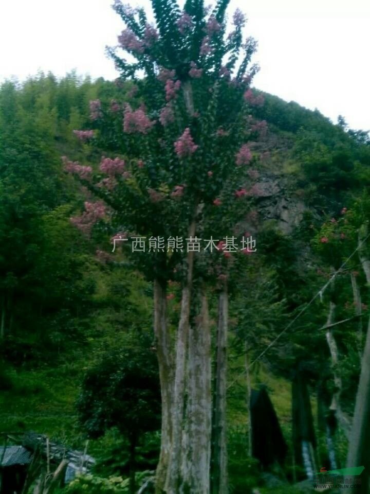 紫薇 紫薇最新價(jià)格 紫薇供應(yīng) 廣西紫薇