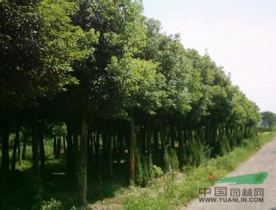 供應(yīng)湖南移栽香樟樹 湖南園林綠化香樟樹 大蓬香樟