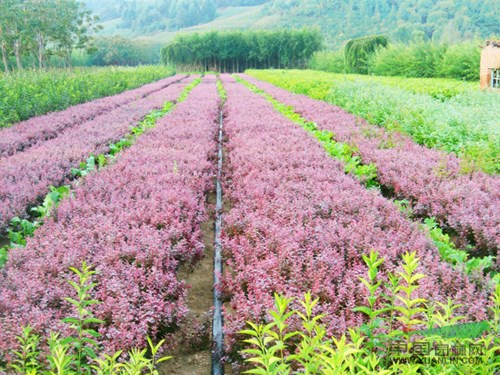 供应红叶小檗、南天竹、法国冬青、大叶黄杨、北海道