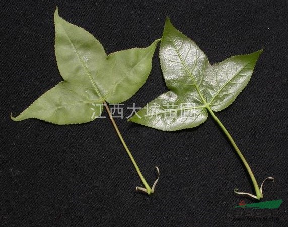 低價(jià)供應(yīng)一年生楓香苗，楓香樹