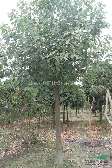 成都地區(qū)供應(yīng)香樟 香樟苗木工程 萬樹園林公司供應(yīng)