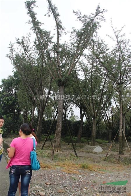 成都地區(qū)供應(yīng)銀杏行道樹 銀杏工程苗木 銀杏苗木批發(fā)