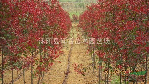 高杆红叶石楠树苗 独杆直径2公分批发 红叶石楠树苗基地