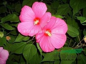 供應(yīng)草花種子：大花秋葵，小冠花種子，百麥根種子，紫茉莉種子等