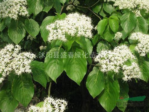 批發(fā)供應優(yōu)質(zhì)燈臺樹種子 當年新采