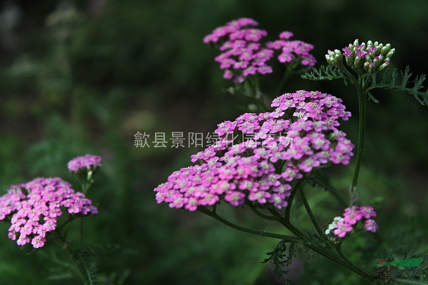 千叶蓍西洋蓍草蓍草千叶蓍草