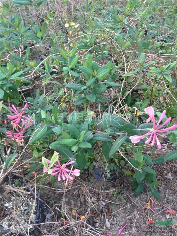 玫瑰忍冬、玫瑰忍冬球、紅花金銀花