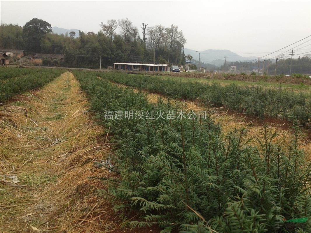 南方紅豆杉一年小苗超低價(jià)處理~