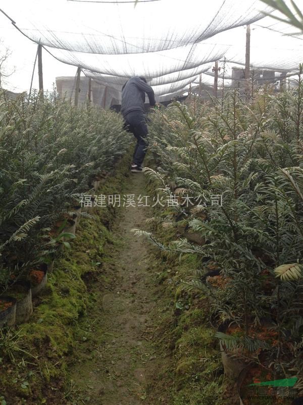 南方紅豆杉一年小苗超低價(jià)處理~