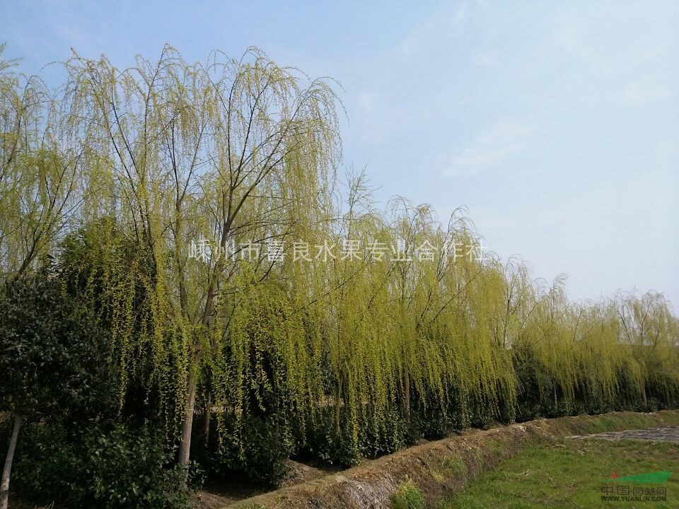 垂柳  供應(yīng)大小垂柳  價(jià)格優(yōu)惠
