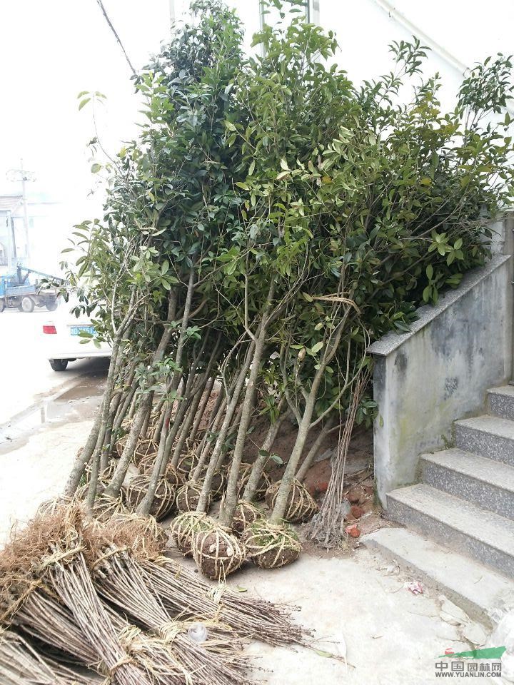 八月桂  大量供應(yīng)桂花  價格優(yōu)惠