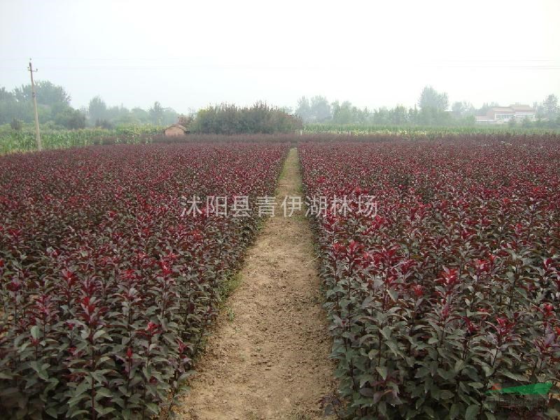 红叶李,紫叶李供应工程用苗，苗圃小苗