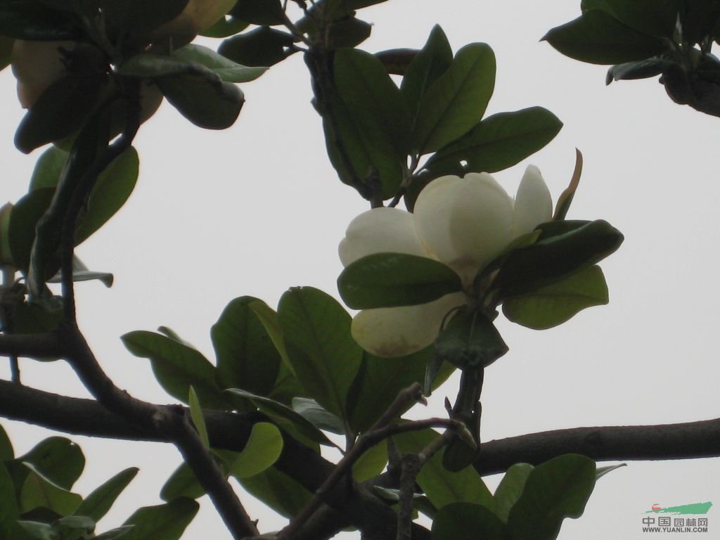白玉蘭價(jià)格詳情