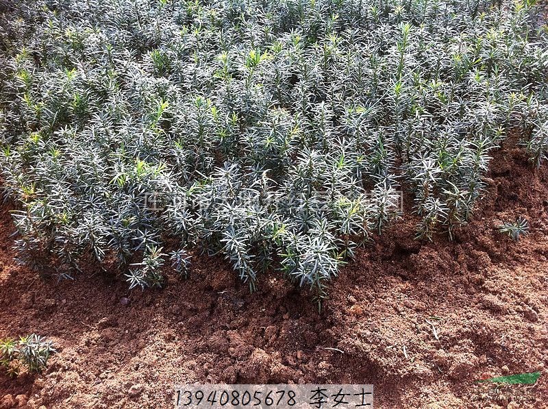 供應(yīng)東北紅豆杉