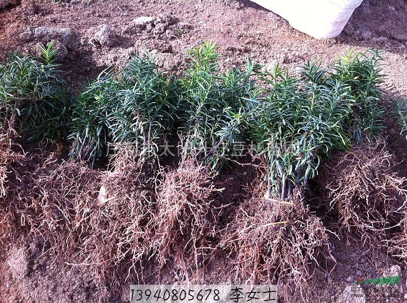 供應(yīng)東北紅豆杉