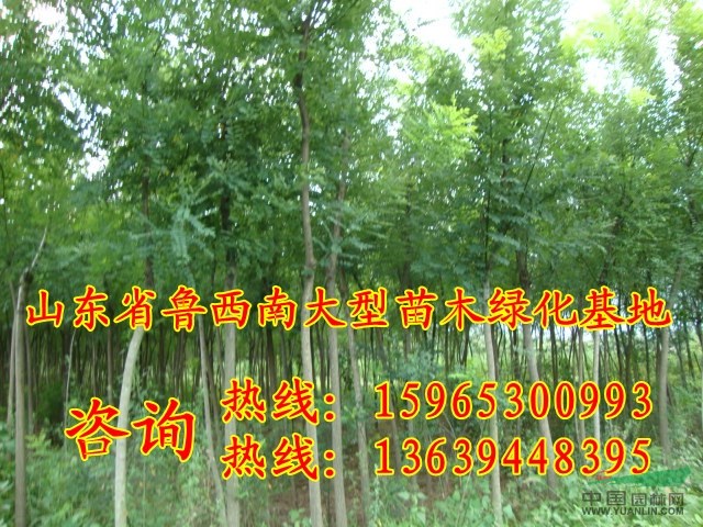 15公分國槐上車價格
