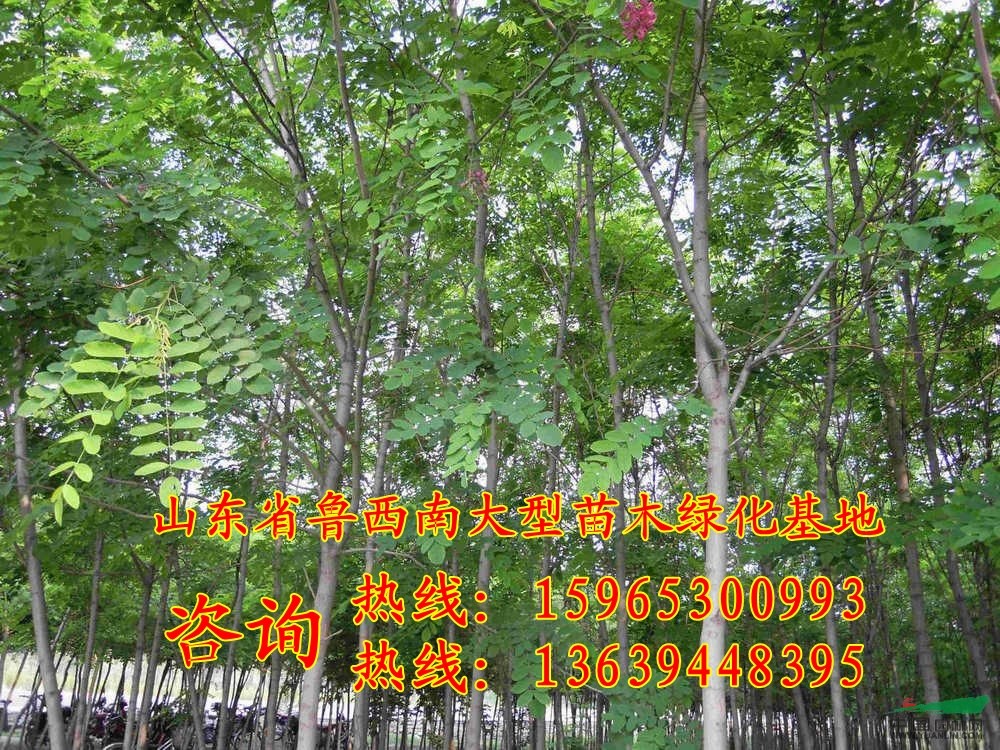 17公分國槐上車價格