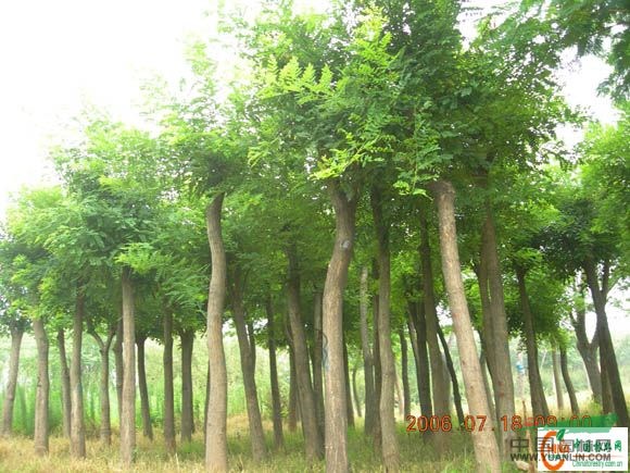原生冠國槐價格