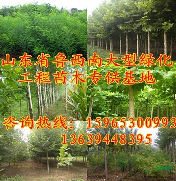 裸根7公分國(guó)槐價(jià)格