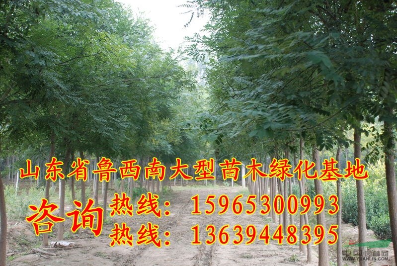 裸根7公分國(guó)槐價(jià)格