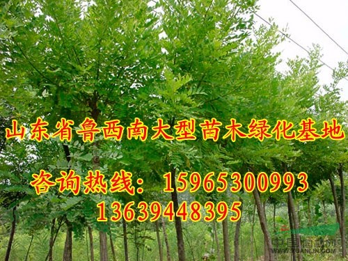裸根13公分國(guó)槐價(jià)格