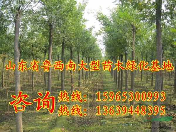 裸根13公分國(guó)槐價(jià)格
