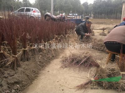 紅楓種子 美國(guó)紅楓種子 顆粒飽滿 質(zhì)量保證 出芽率好