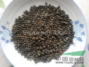 黃秋葵種子 優(yōu)質(zhì)蔬菜種子 又名羊豆角 植物偉哥 補(bǔ)腎菜